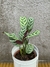 Calathea oppen en internet