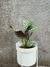 Calathea oppen - casa puebla