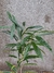 Ficus Alí - tienda online