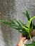 Philodendro Elegans con tutor - tienda online