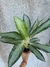 Aglaonema Bahia Plateada M12 - comprar online
