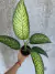 Dieffenbachia Tropic Sun M12 en internet