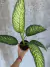 Dieffenbachia Tropic Sun M12 - casa puebla
