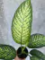 Dieffenbachia Tropic Sun M12 - comprar online