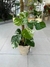Monstera Variegada - comprar online