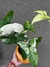 Singonio albo variegado - tienda online