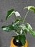 Singonio albo variegado - comprar online