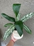 Spathiphyllium sensation variegado - comprar online