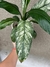 Spathiphyllium sensation variegado en internet