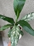 Spathiphyllium sensation variegado - casa puebla