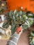 Begonia rex plateada - comprar online