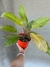 Philodendro orange - comprar online