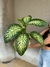 Diaffembachia tropic marianne - comprar online