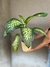 Diaffembachia tropic marianne en internet