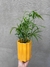 Maceta flor con plato en internet