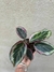 Calathea surprise star - comprar online