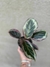 Calathea surprise star en internet
