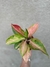 Aglaonema lawan - comprar online