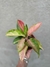 Aglaonema lawan en internet