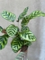 Calathea Macoyana XL en internet