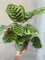Calathea Macoyana XL - comprar online