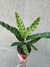 Calathea insignis