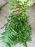 Helecho Polypodium - comprar online