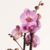 Orquidea Phalaenopsis P12 na internet