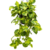 Jiboia Variegata - comprar online