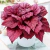 Begonia Beleaf P15 - Se Plante Atelier Botânico