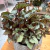 Begonia Beleaf P15 - comprar online