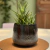 VASO BRETAGNE POINTS CHUMBO D15 A13 - comprar online