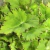 Begonia Beleaf P15 na internet