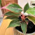 Aglaonema creta