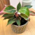 Aglaonema creta - comprar online