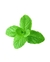 Óleo Essencial Hortelã verde 15ml - comprar online