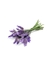 Óleo essencial de Lavanda 15ml - comprar online