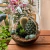 Arranjo Saturno - comprar online
