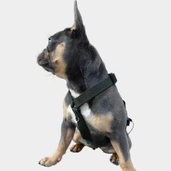 Pretal Roma - Verde militar - Wolf Dogs Walk | Accesorios para perros