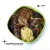 Licki Duo Tonipets - tienda online