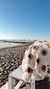 Saco girasol en internet