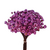 1.500 Sempre Viva Florzinha Marsala I Flores Desidratadas - comprar online