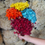 1.800 Florzinhas Sempre Vivas | Kit para Decoração, Convites, Lembrancinhas e Artesanato - loja online