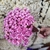 300 Sempre Viva Florzinha CoR Lilás I Flores Desidratadas