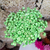1.800 Florzinhas Sempre Vivas | Kit para Decoração, Convites, Lembrancinhas e Artesanato - comprar online