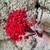 300 Sempre Viva Florzinha Cor Vermelha I Flores Desidratadas - comprar online