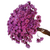 900 Sempre Viva Florzinha Marsala I Flores Desidratadas