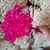 300 Sempre Viva Florzinha Cor Rosa Pink I Flores Desidratadas - comprar online
