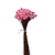 900 Sempre Viva Florzinha Rosa Bebé I Flores Desidratadas - comprar online