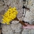 300 Sempre Viva Florzinha Amarelo I Flores Desidratadas